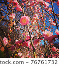 梅花 76761732