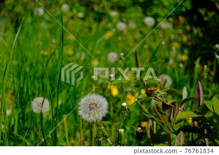 Ground dandelions, cotton hats (grass) Ground dandelions, cotton hats (grass) 76761834