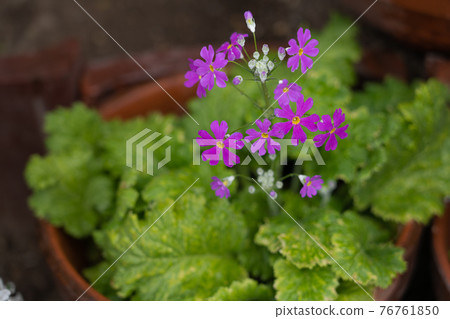 [Flowers] Moss phlox / Moss phlox [Plants] 76761850