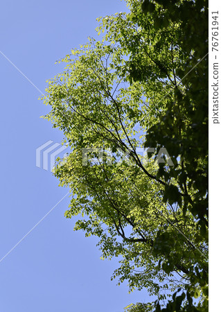 Fresh green trees (young leaves in the city), blue sky Fresh green trees (young leaves in the city), blue sky 76761941