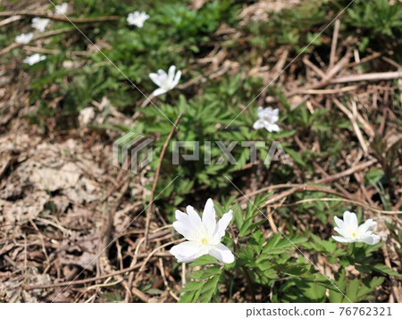 開花在斜坡的銀蓮花屬pseudoaltaica花 76762321