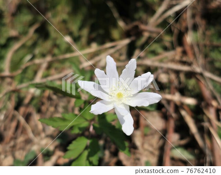 開花在斜坡的銀蓮花屬pseudoaltaica花 76762410