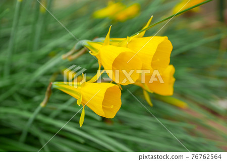 襯裙水仙花02 襯裙水仙花02 76762564