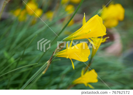 襯裙水仙花 10 襯裙水仙花 10 76762572