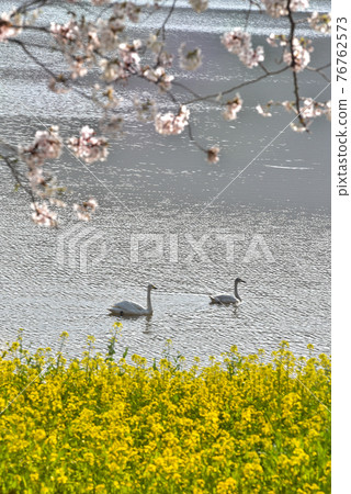 天鵝和櫻花和油菜花 76762573