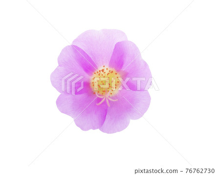 Pusley flower isolated on white 76762730