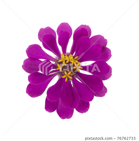 Zinnia flower isolated on white background 76762733