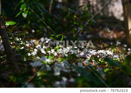 Noto snow split grass 76762828