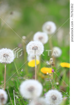 Wild grass and dandelion fluff Wild grass and dandelion fluff 76762862