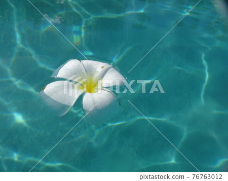White flowers floating on the surface of tropical water White flowers floating on the surface of tropical water 76763012