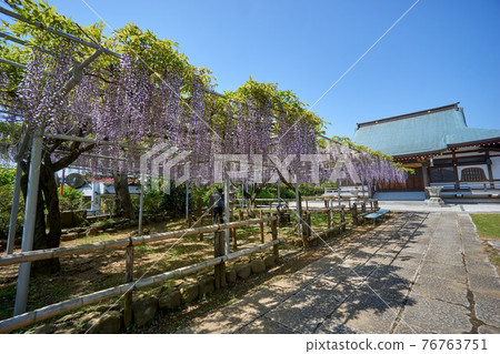 紫藤花 高圓寺 市川市 76763751