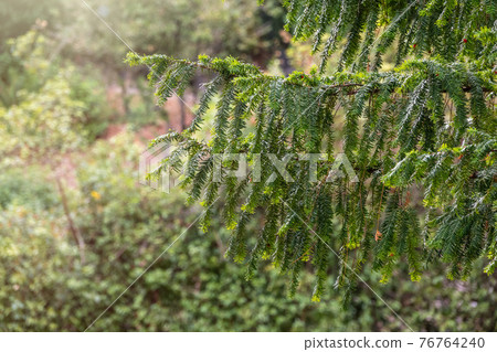 Yew branches with fresh green leaves. Green branches of yew tree, Taxus baccata, English yew, European yew. Yew branches with fresh green leaves. Green branches of yew tree, Taxus baccata, English yew, European yew. 76764240