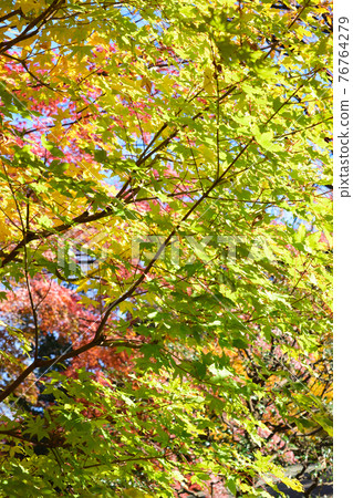 Autumn leaves scene late autumn depth 76764279