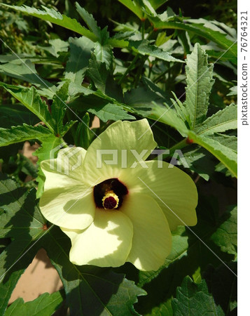 Okra's Flower Okra's Flower 76764321