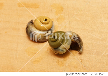 The contents of rocky shore, rocky shore, and shellfish 76764526