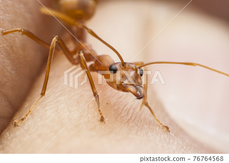 Ant 76764568