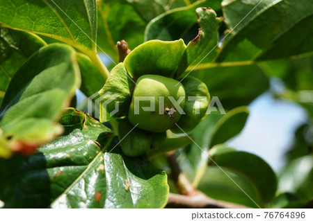 Blue persimmon that has begun to grow Shonai persimmon Blue persimmon that has begun to grow Shonai persimmon 76764896