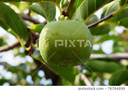 Blue persimmon that has begun to grow Shonai persimmon 76764899