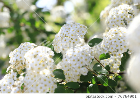 Kodemari flower 76764901