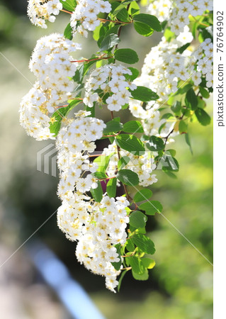 Kodemari flower 76764902