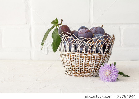 Just picked plums in wicker basket on white backdrop. Just picked plums in wicker basket on white backdrop. 76764944