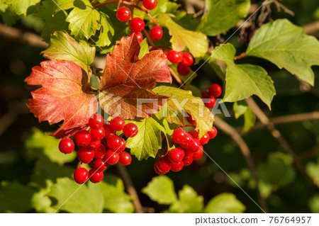 Viburnum branch with berries and autumn yellow leaves. Viburnum branch with berries and autumn yellow leaves. 76764957