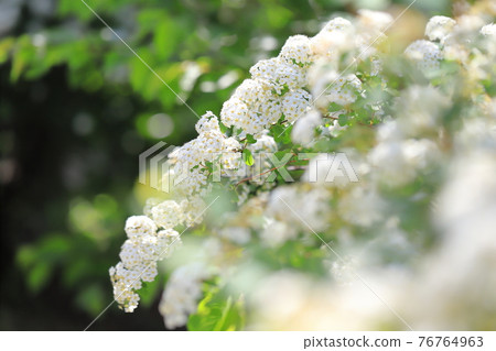 Kodemari 花 76764963