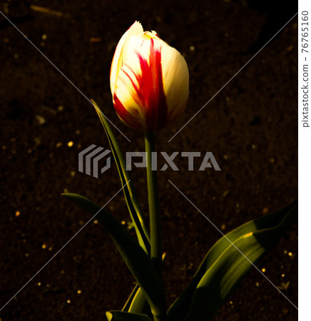 Tulip art Tulip art 76765160