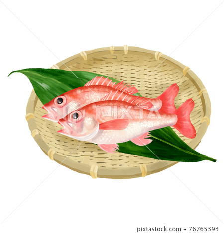 Rockfish Blackthroat Seaperch Fish Stock Illustration