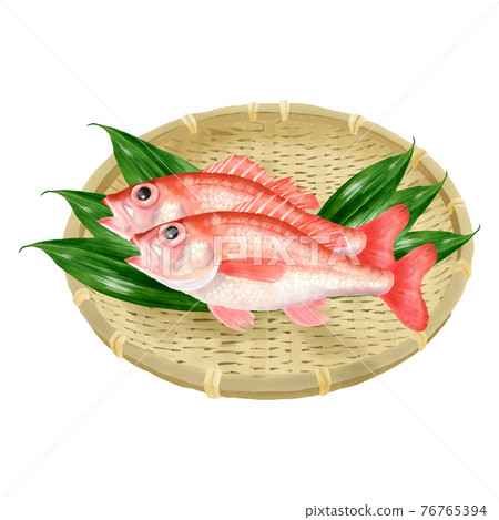 Rockfish Blackthroat Seaperch Fish Stock Illustration