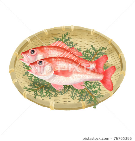 Rockfish Blackthroat Seaperch Fish Stock Illustration