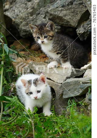 Cute stray cat kitten that came out of the burrow " 76765403