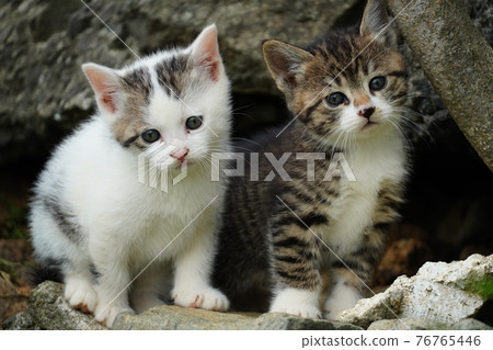 Cute stray cat kitten that came out of the burrow " 76765446