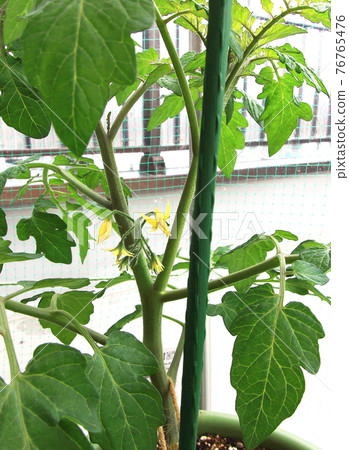 Mini Tomato Petit Tomato Mini Tomato Petit Tomato 76765476
