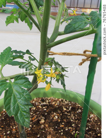 Mini Tomato Petit Tomato 76765488