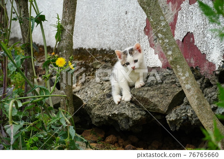 Cute stray cat kitten exploring around the burrow Cute stray cat kitten exploring around the burrow 76765660