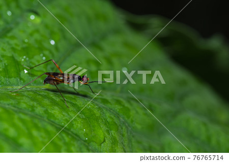 stilt legged fly insect on green leaf stilt legged fly insect on green leaf 76765714