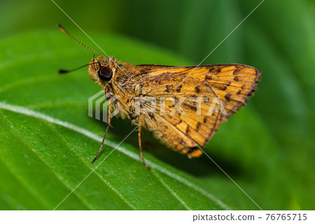 close up insect butterfly on green leafe 76765715