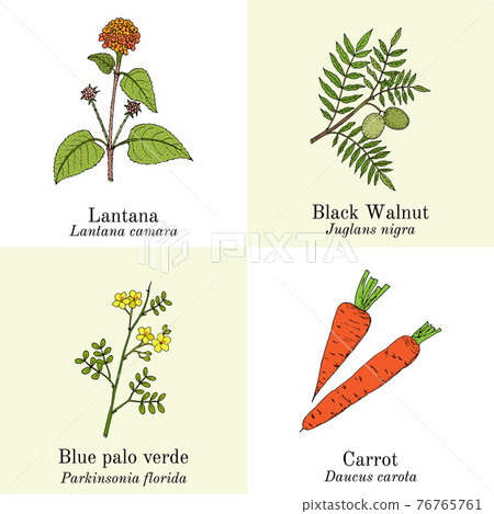 Set of edible and medicinal plants Set of edible and medicinal plants 76765761