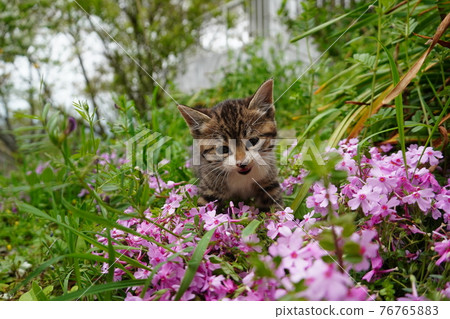 Cute stray cat kitten walking in the grass Cute stray cat kitten walking in the grass 76765883