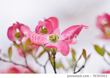 Hanamizuki in full bloom (N) Hanamizuki in full bloom (N) 76765952