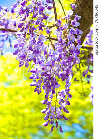 Murasaki公園 Murasaki公園 76766049