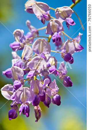 Murasaki Park 76766050