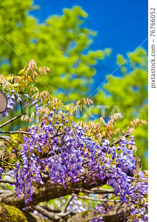 Murasaki Park Murasaki Park 76766052