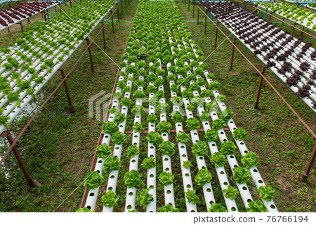 Organic hydroponic vegetable in the cultivation farm 76766194