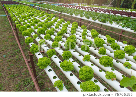 Organic hydroponic vegetable in the cultivation farm Organic hydroponic vegetable in the cultivation farm 76766195