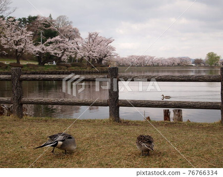 Sakura and duck couple Sakura and duck couple 76766334