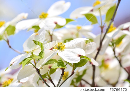 Hanamizuki in full bloom (N) 76766570