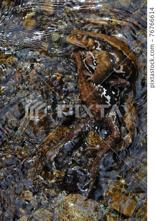 幾隻山中的黃蟾蜍在美麗的山澗溪流中產卵 76766614