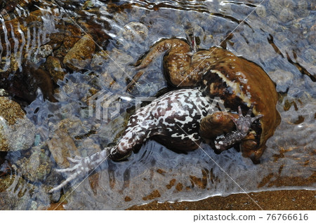 A couple of yellow toads in the mountains were spawning in the beautiful stream of the mountain stream A couple of yellow toads in the mountains were spawning in the beautiful stream of the mountain stream 76766616